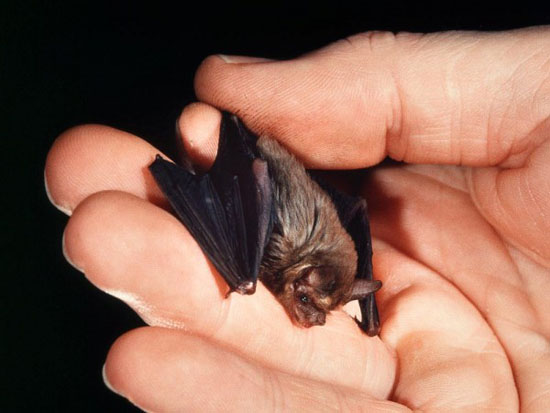 I 5 mammiferi più piccoli del mondo | Deabyday